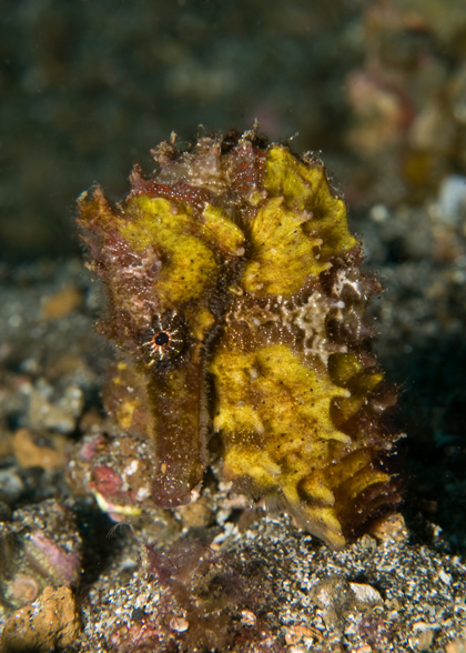 27_ Spiny_Seahorse.jpg